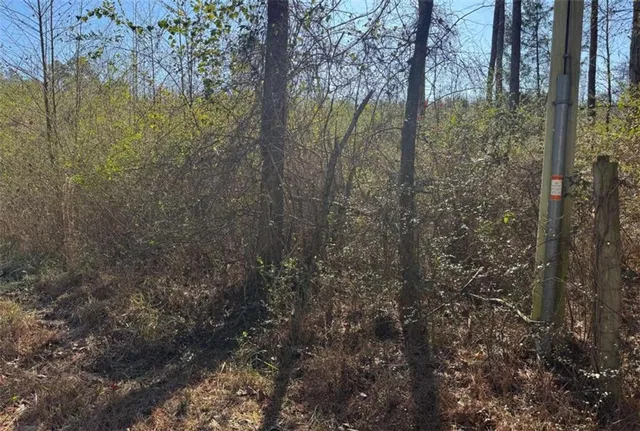 a view of a forest that has a tree