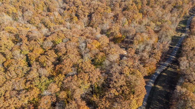 a close up of a plant