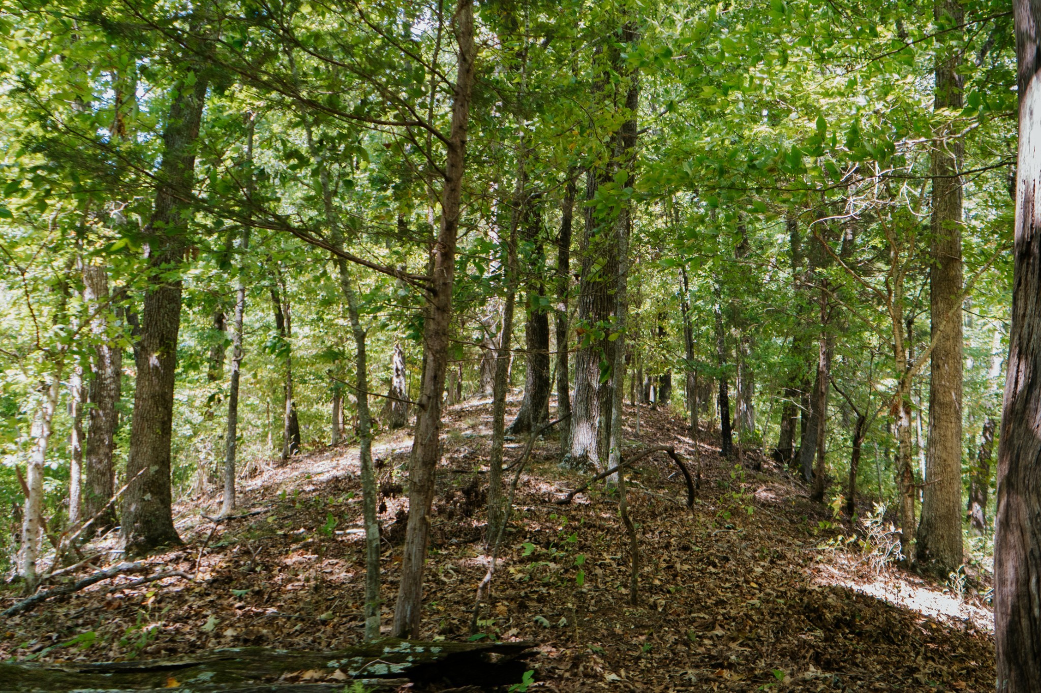 853 Rockhouse Road Linden, TN 37096 - Photo 11 of 25 Gallery Image 11