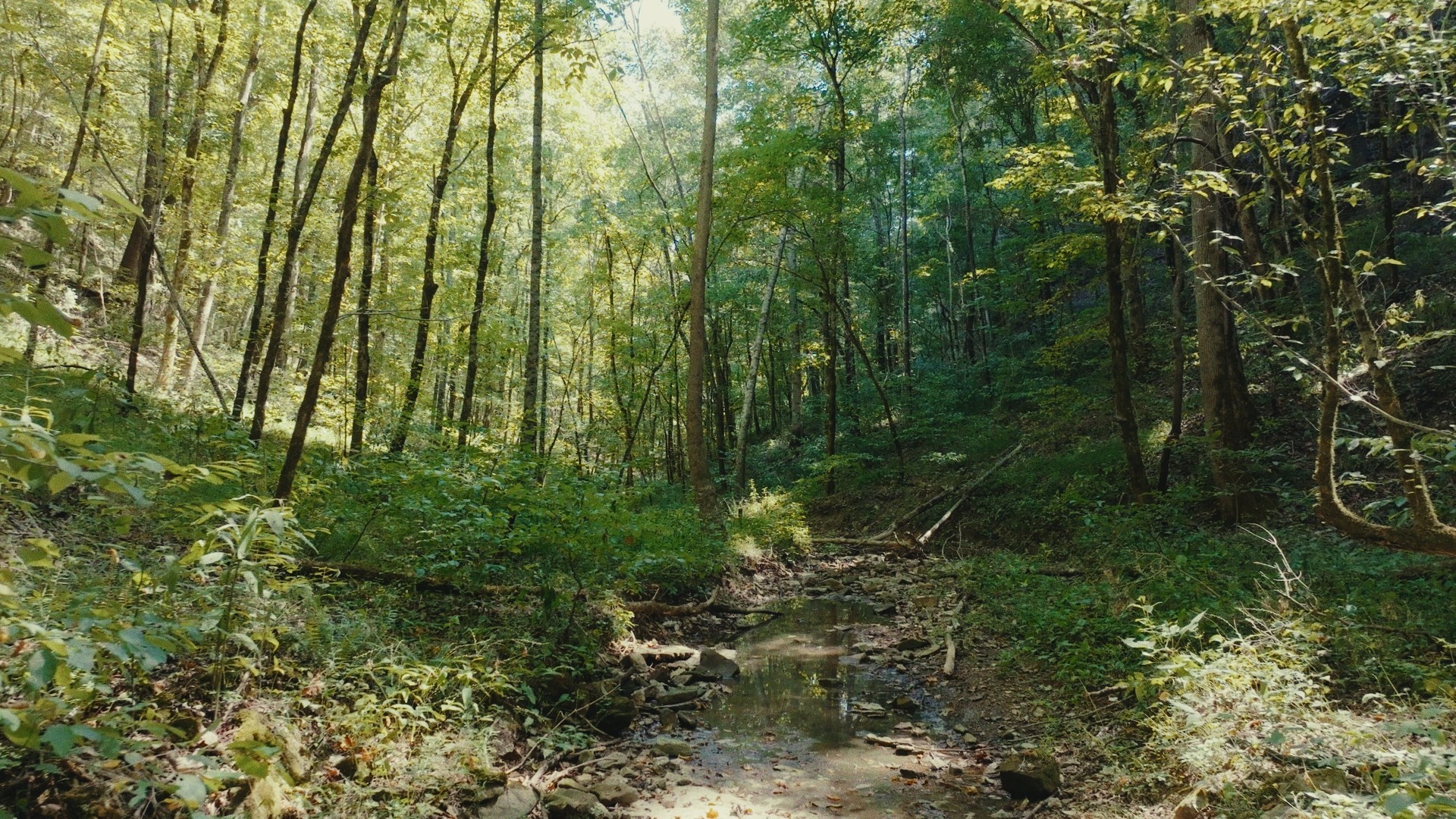 853 Rockhouse Road Linden, TN 37096 - Photo 14 of 25 Gallery Image 14
