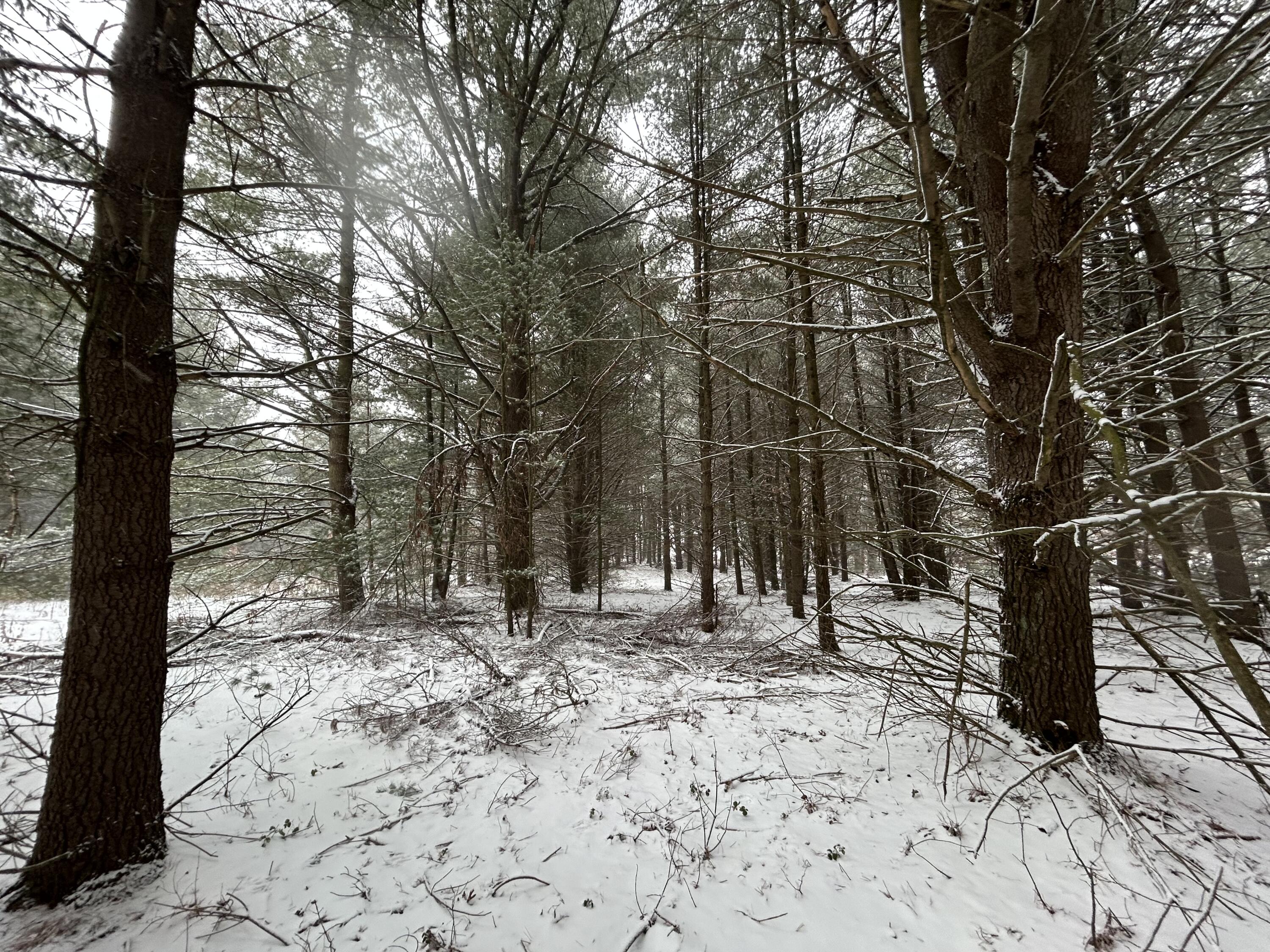 9530 Federal Road Howard City, MI 49329 - Photo 4 of 9 IMG_4571