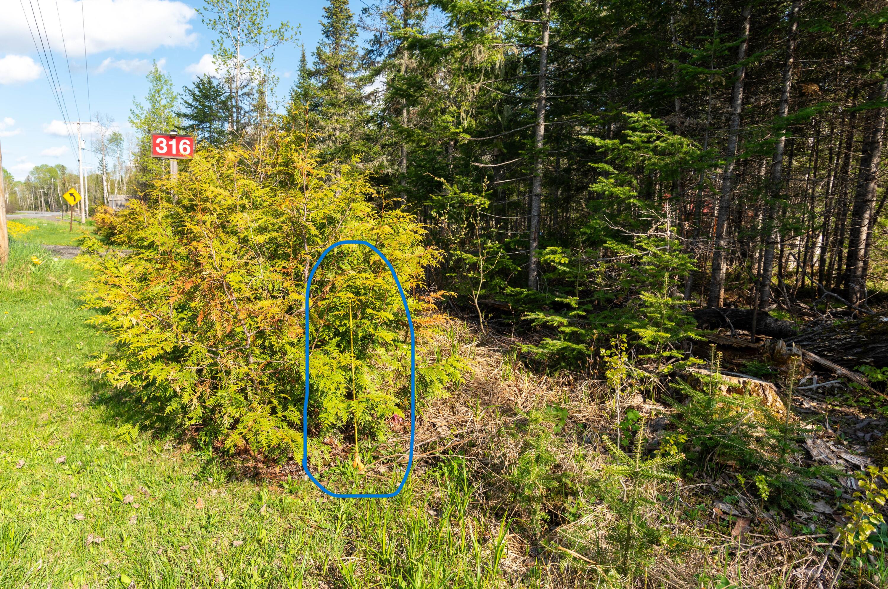 316 Sinclair Road Sinclair, ME 04779 - Photo 38 of 71 DSC_1023