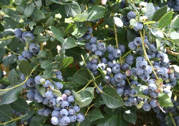 13090 Pardee Road Sawyer, MI 49125 - Photo 39 of 71 blueberries (1)