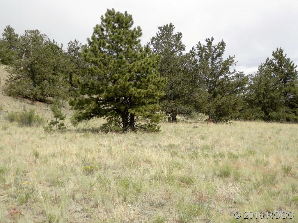 3228 Fitzsimmons Road Hartsel, CO 80449 - Photo 3 of 13