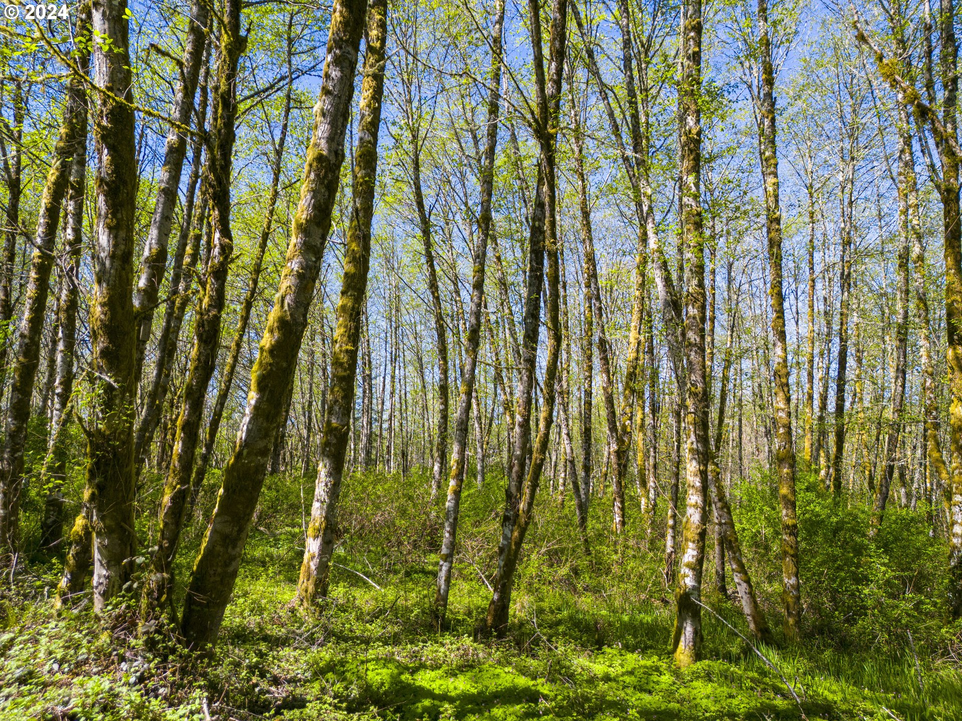 Bodine Road Clatskanie, OR 97016 - Photo 11 of 34