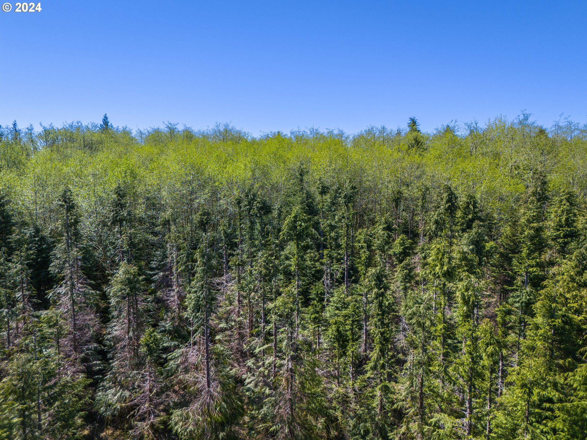 Bodine Road Clatskanie, OR 97016 - Photo 15 of 34