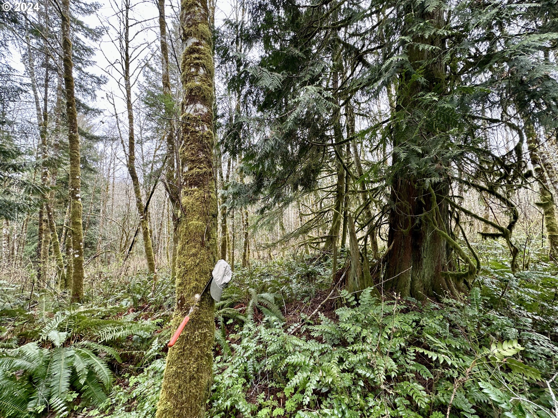 Bodine Road Clatskanie, OR 97016 - Photo 22 of 34