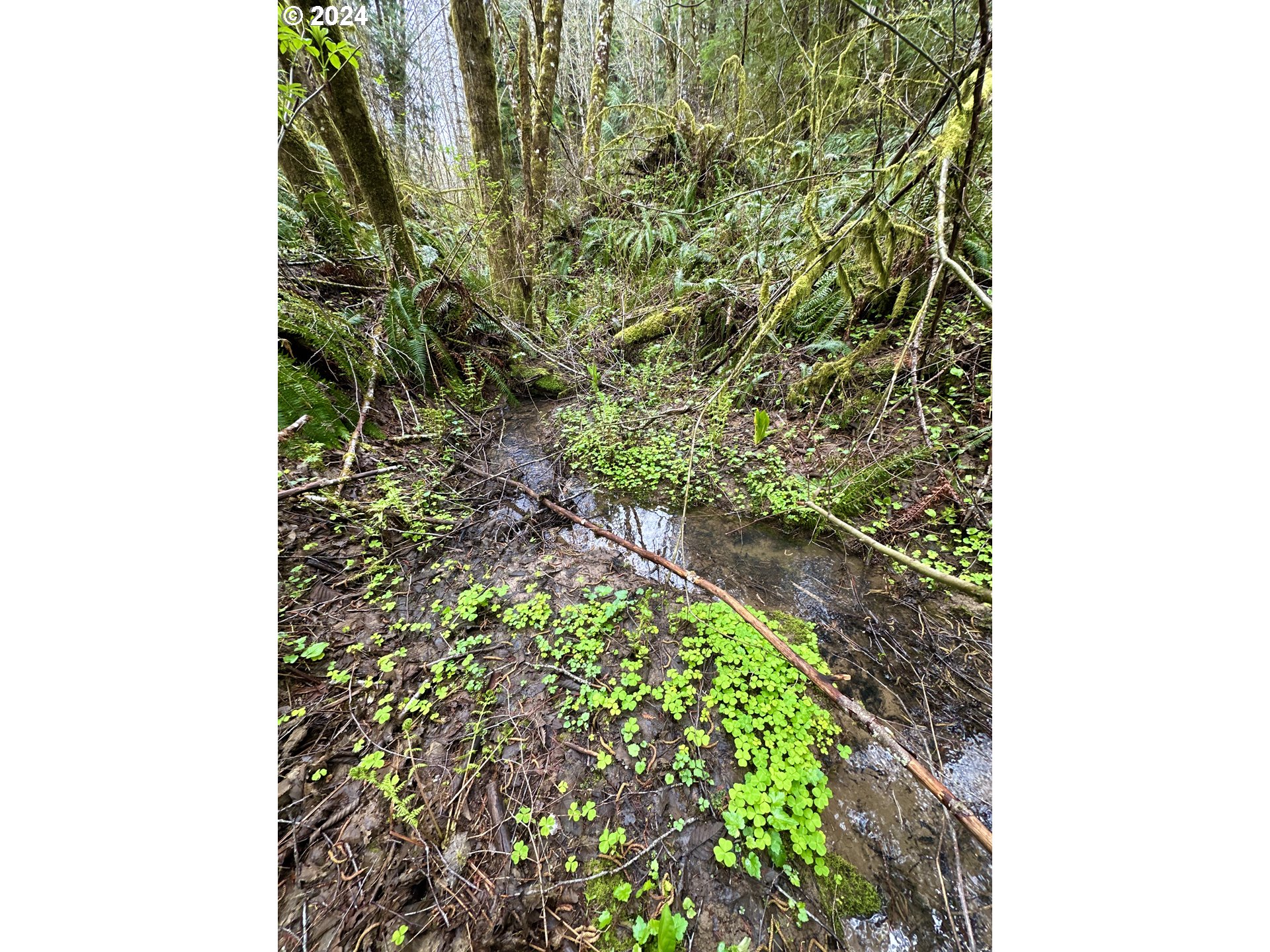 Bodine Road Clatskanie, OR 97016 - Photo 7 of 34 Creek
