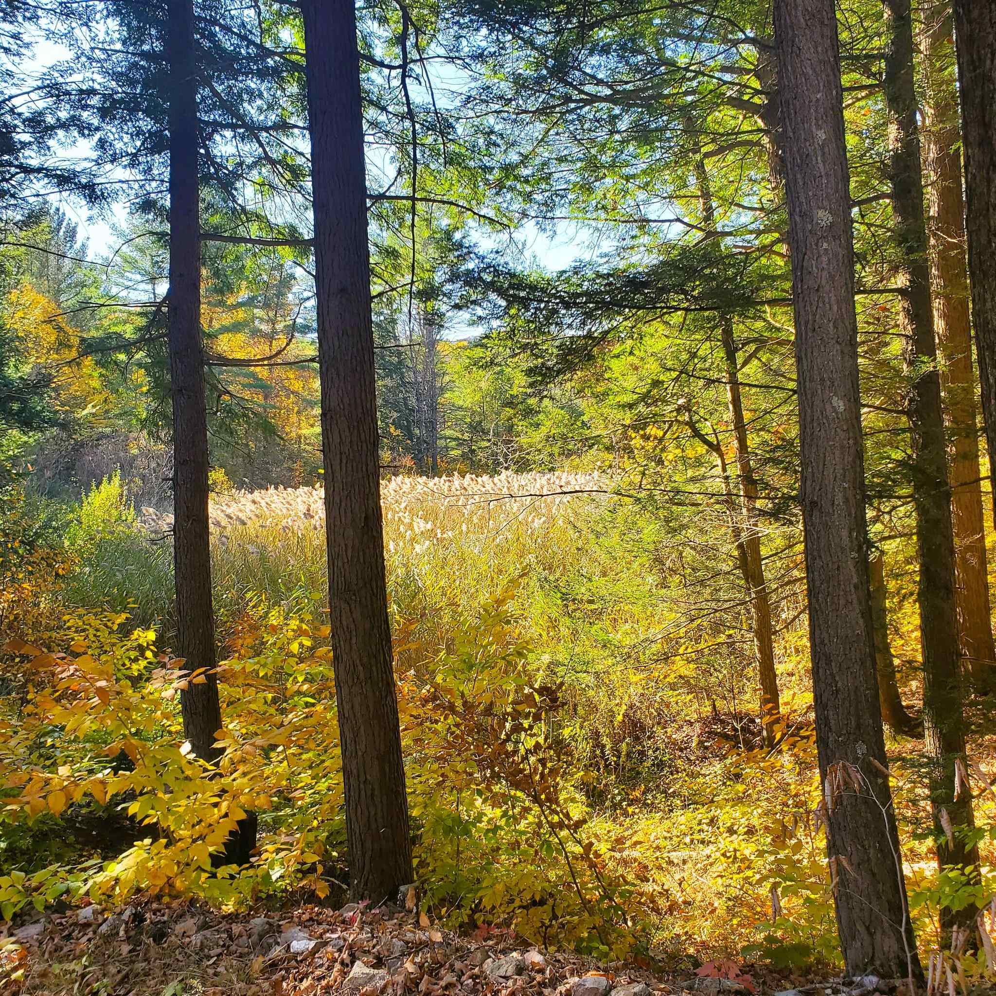 346 Akley Road Brattleboro, VT 05301 - Photo 31 of 34