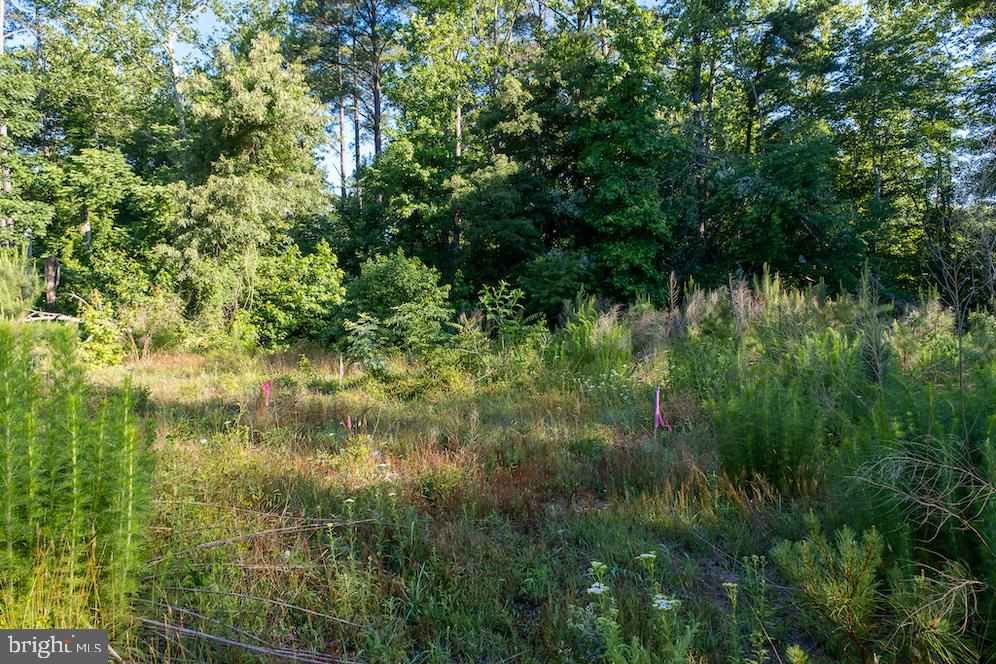 17503 Ridge Road King George, VA 22485 - Photo 20 of 24 Gallery Image 20
