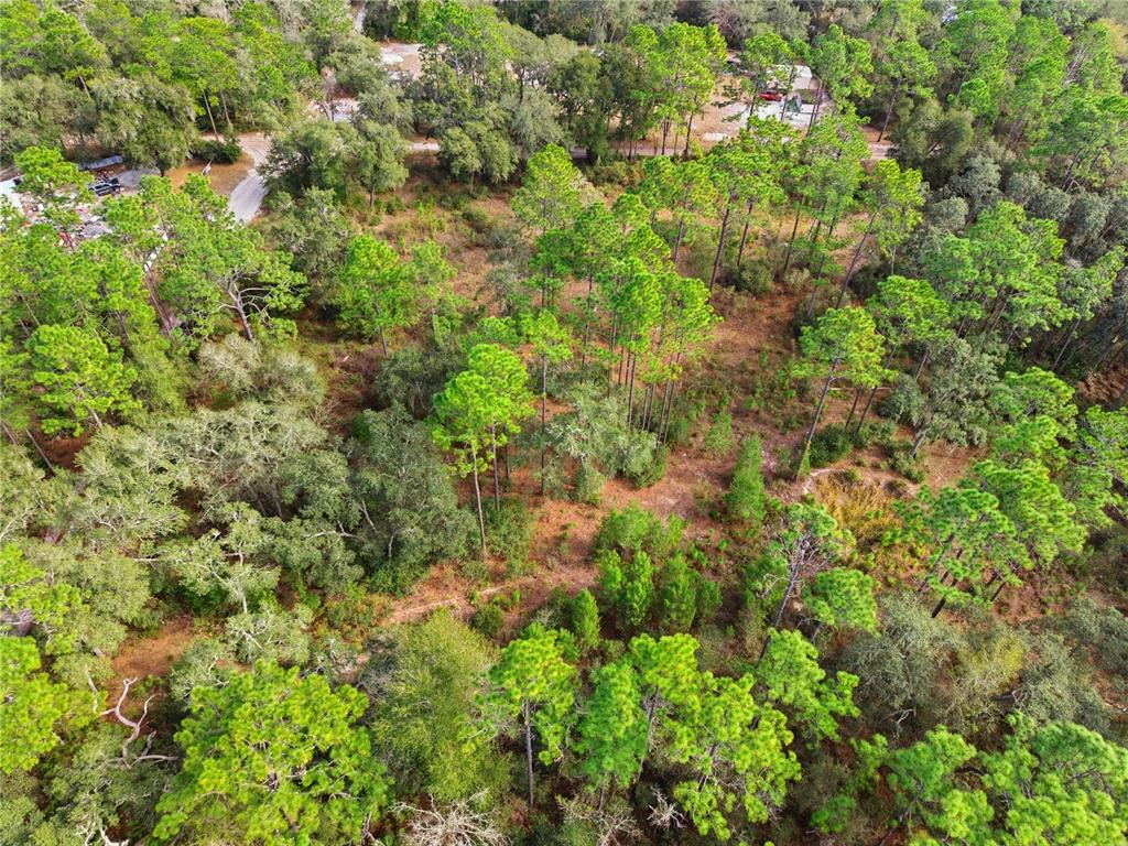 0 Southwest 151st Place Dunnellon, FL 34432 - Photo 17 of 18 a view of a forest