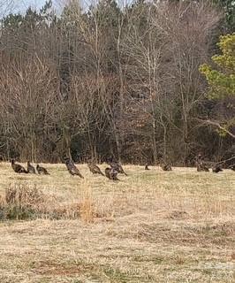 2533 Ireland Road Yadkinville, NC 27055 - Photo 10 of 12