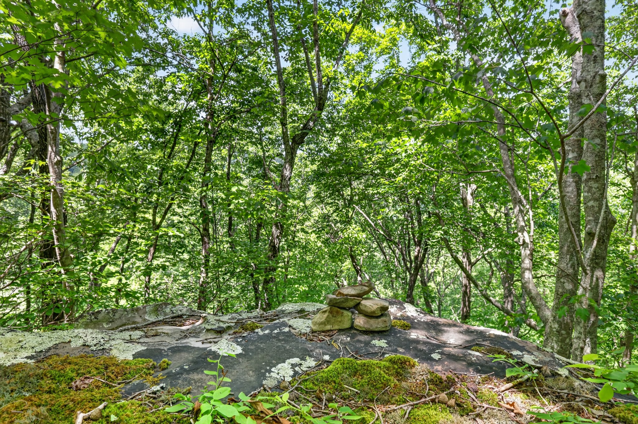 1215 Stage Coach Road Sewanee, TN 37375 - Photo 19 of 30 a view of an outdoor space and a yard