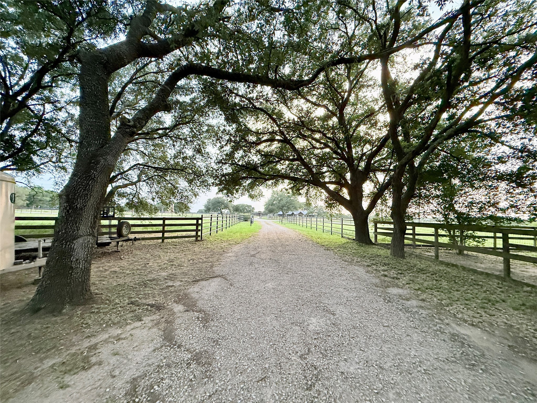 Many beautiful mature Live Oak Trees.