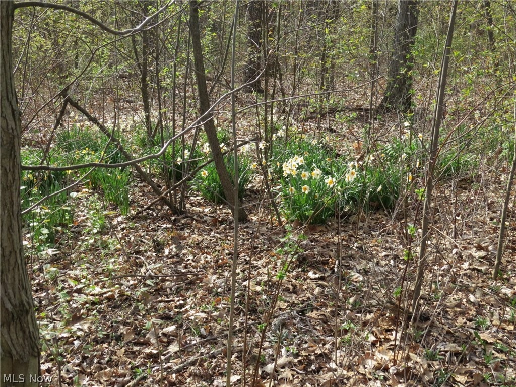 Ripple Road Mechanicstown, OH 44651 - Photo 3 of 8 Gallery Image 3