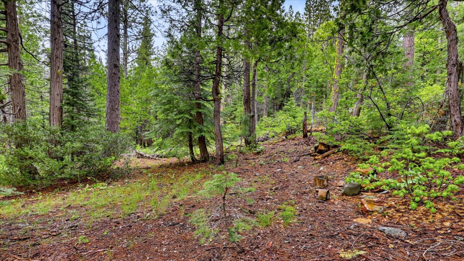 0 Texas Hill Road Emigrant Gap, CA 95715 - Photo 13 of 24