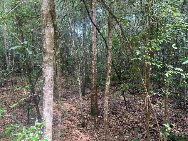 $79,000 | Xx South Lanier Road, Havana, FL 32333