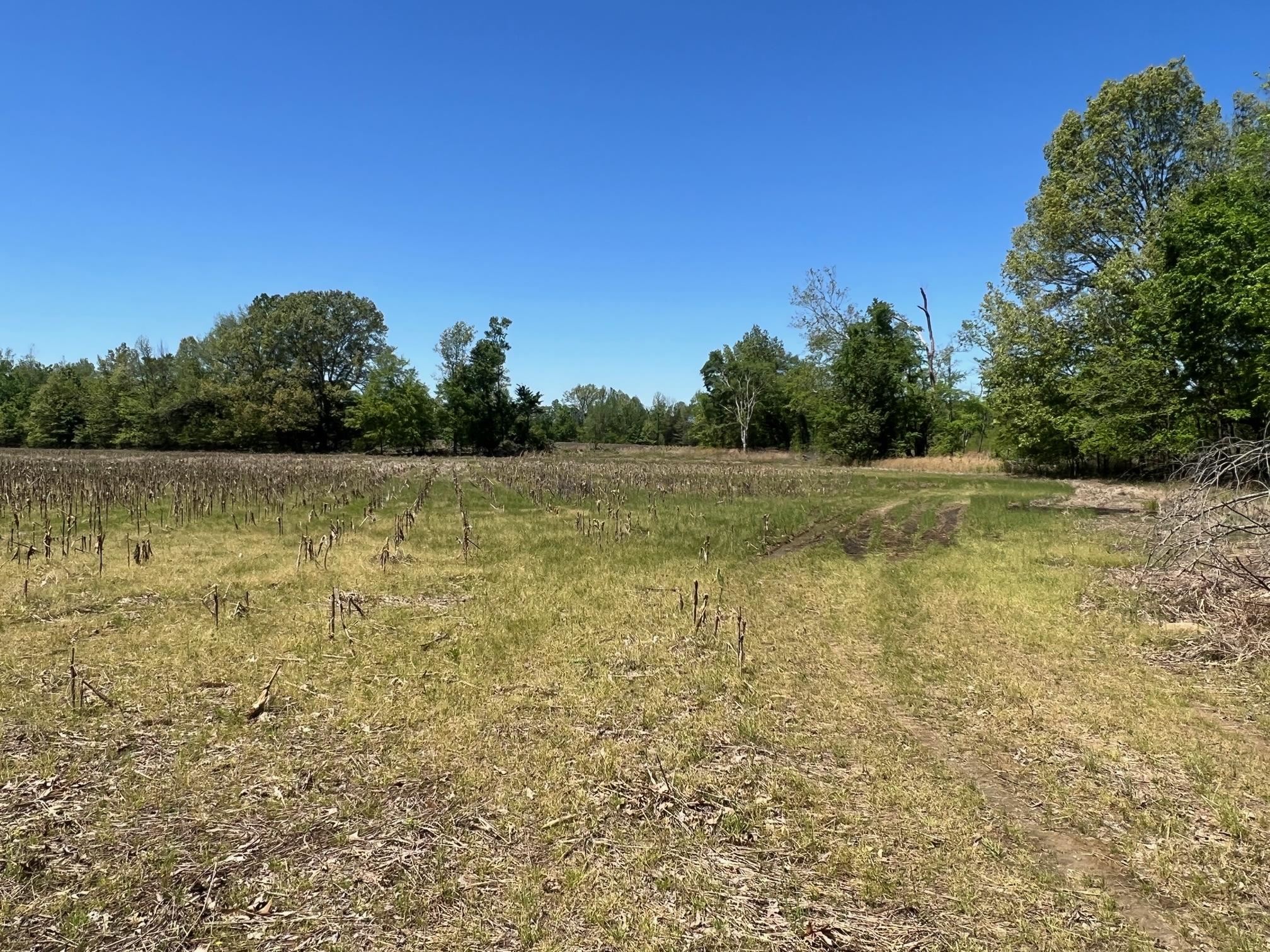 27-acres Sycamore Road Collierville, TN 38017 - Photo 9 of 12