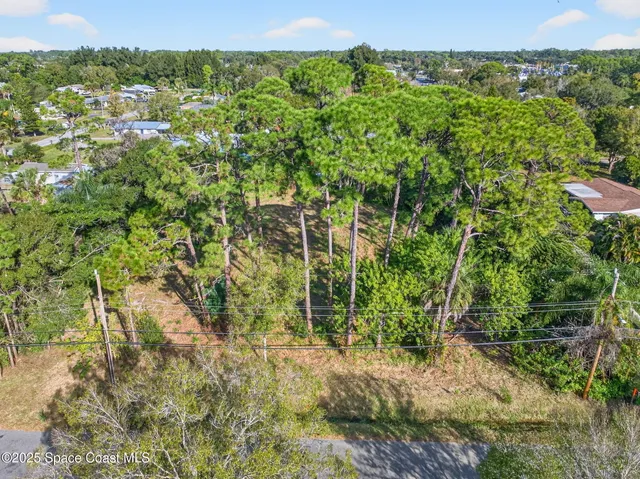 a view of a forest with a tree