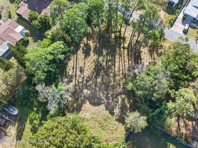 a plant view in yard
