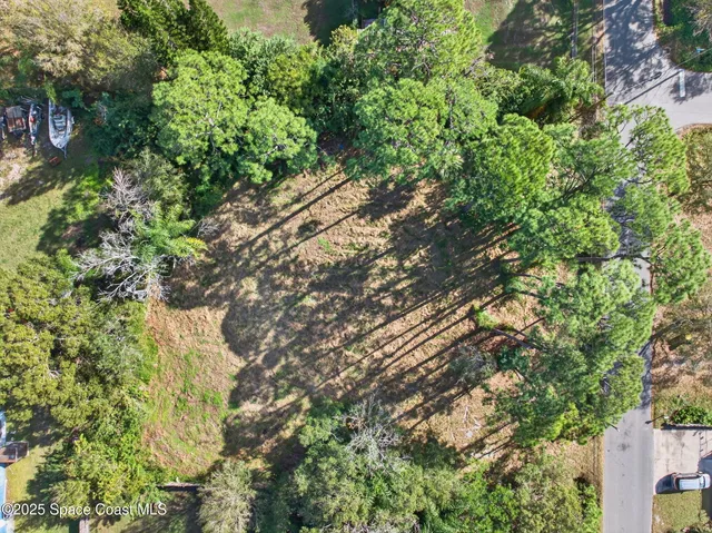 a plant with lots of trees