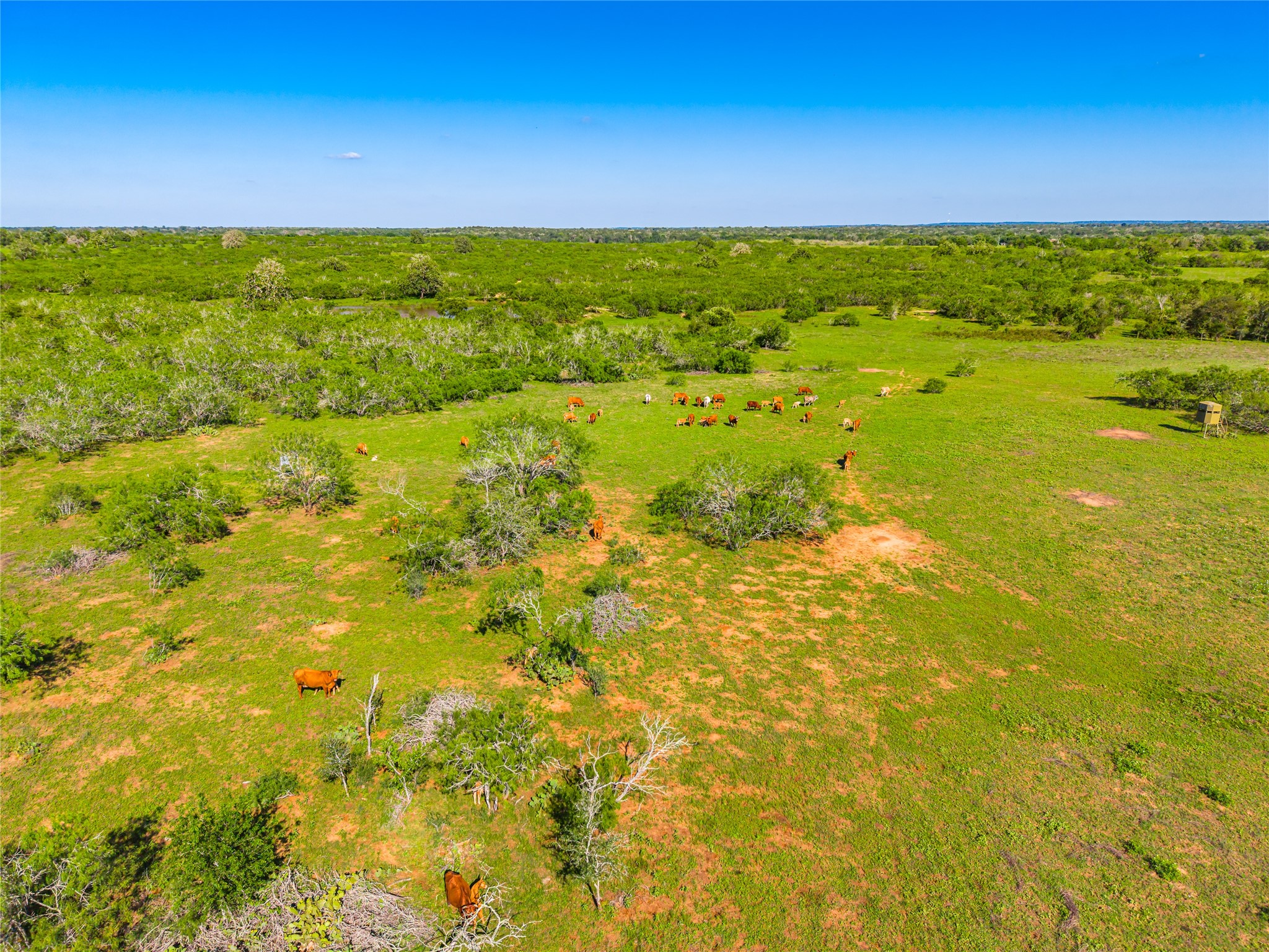 0 Sparta Field Road Waelder, TX 78959 - Photo 19 of 29 Gallery Image 19