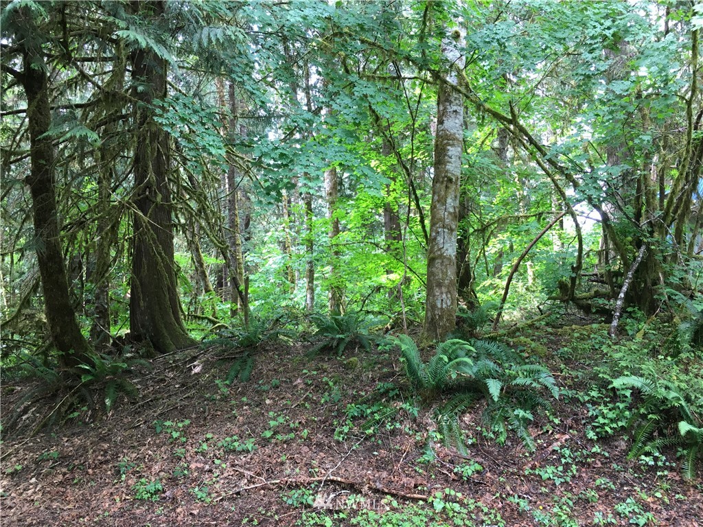 15023 Iceberg Road Glacier, WA 98244 - Photo 1 of 6 Gallery Image 1