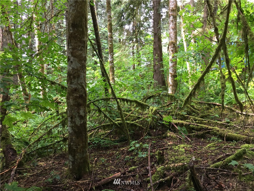 15023 Iceberg Road Glacier, WA 98244 - Photo 5 of 6 Gallery Image 5