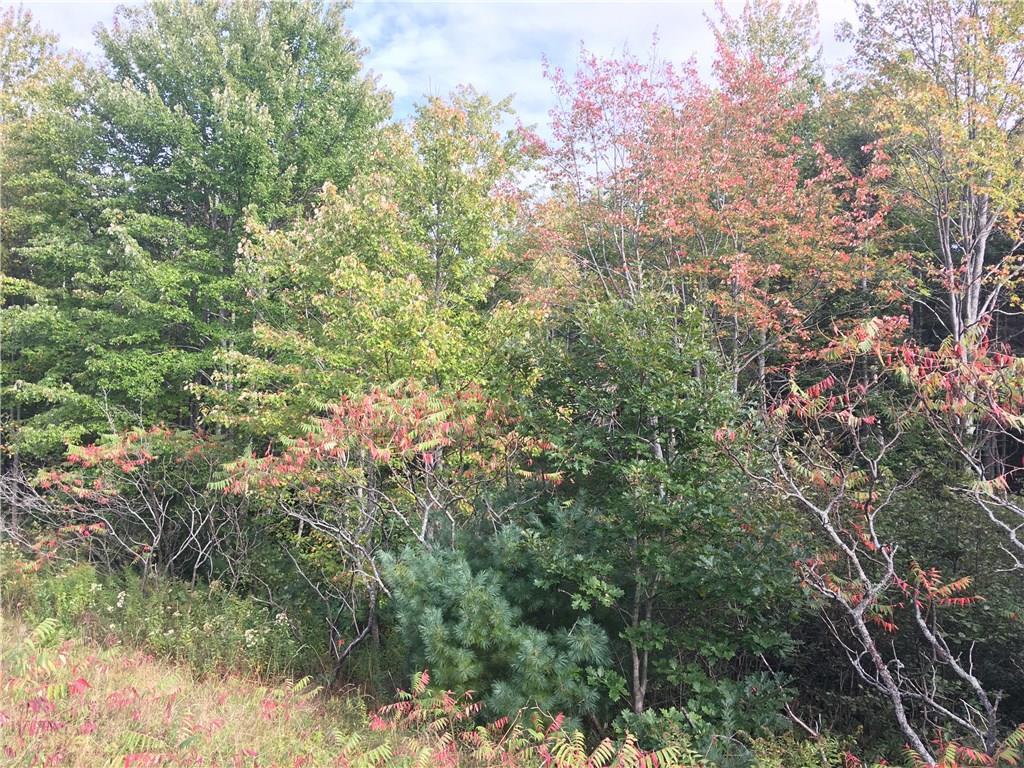 0 Mills Road Kennebunkport, ME 04046 - Photo 2 of 4 Another view from road of wooded lot