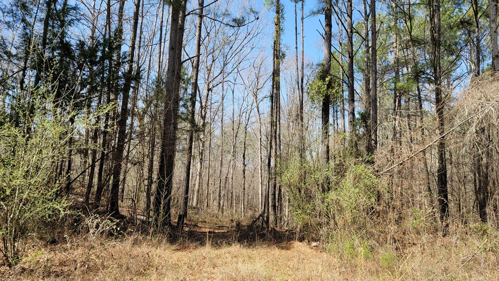 Lot 6 High Point Road Edgefield, SC 29824 - Photo 3 of 4