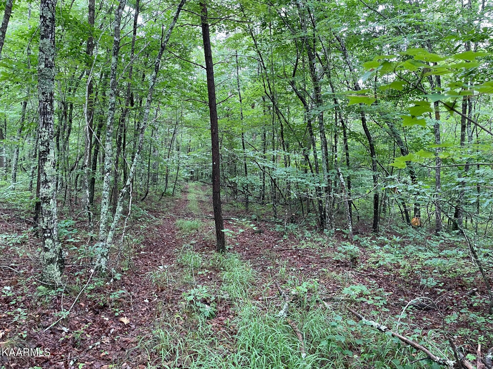 Bear Creek Road Crossville, TN 38571 - Photo 11 of 23 IMG_8446