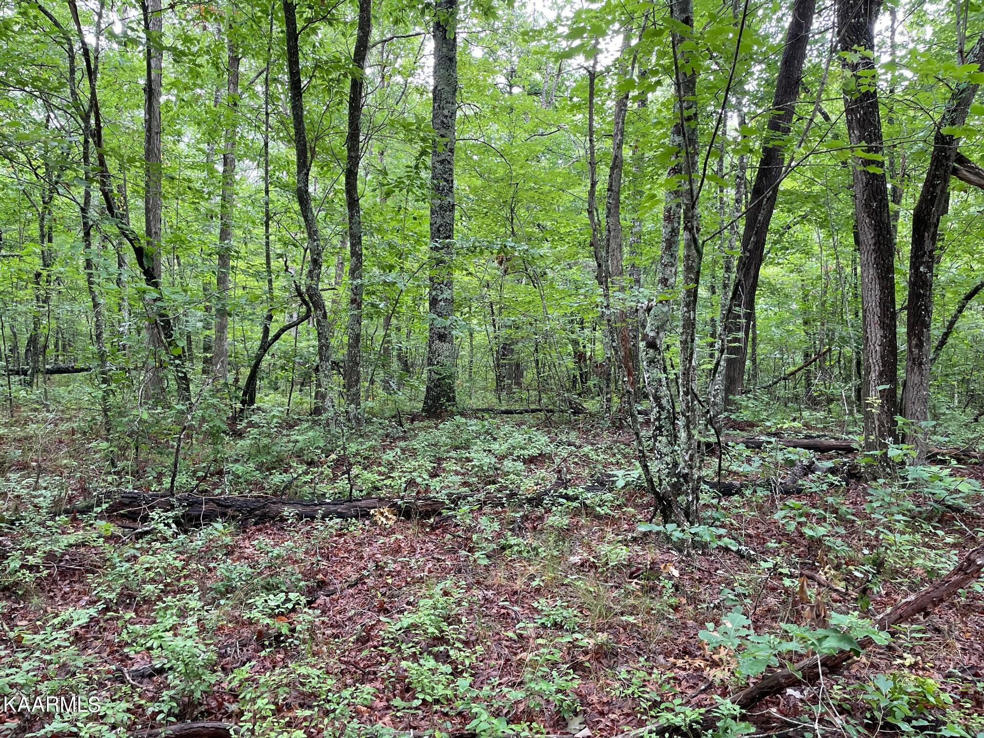 Bear Creek Road Crossville, TN 38571 - Photo 12 of 23 IMG_8447
