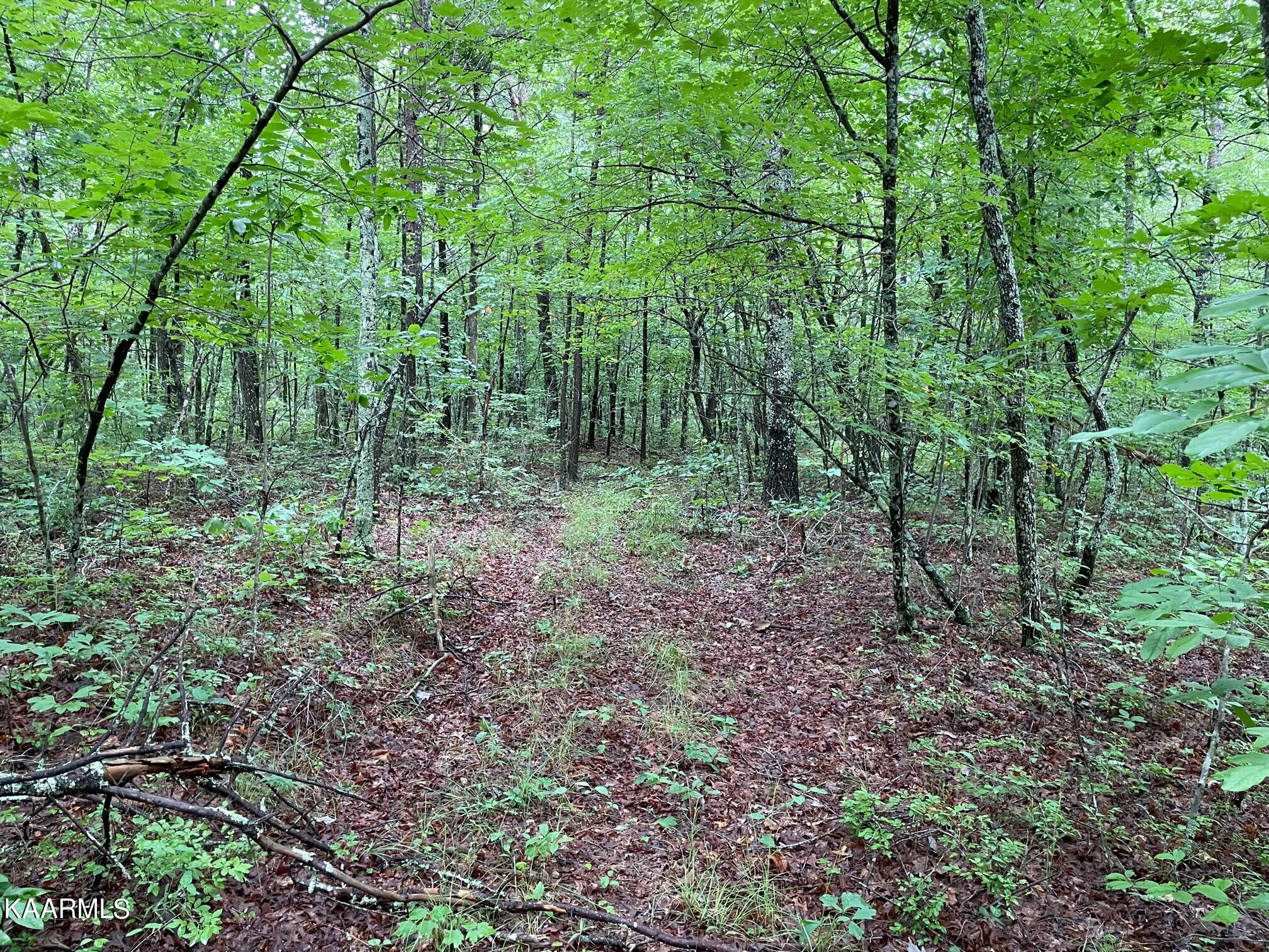 Bear Creek Road Crossville, TN 38571 - Photo 14 of 23 IMG_8449