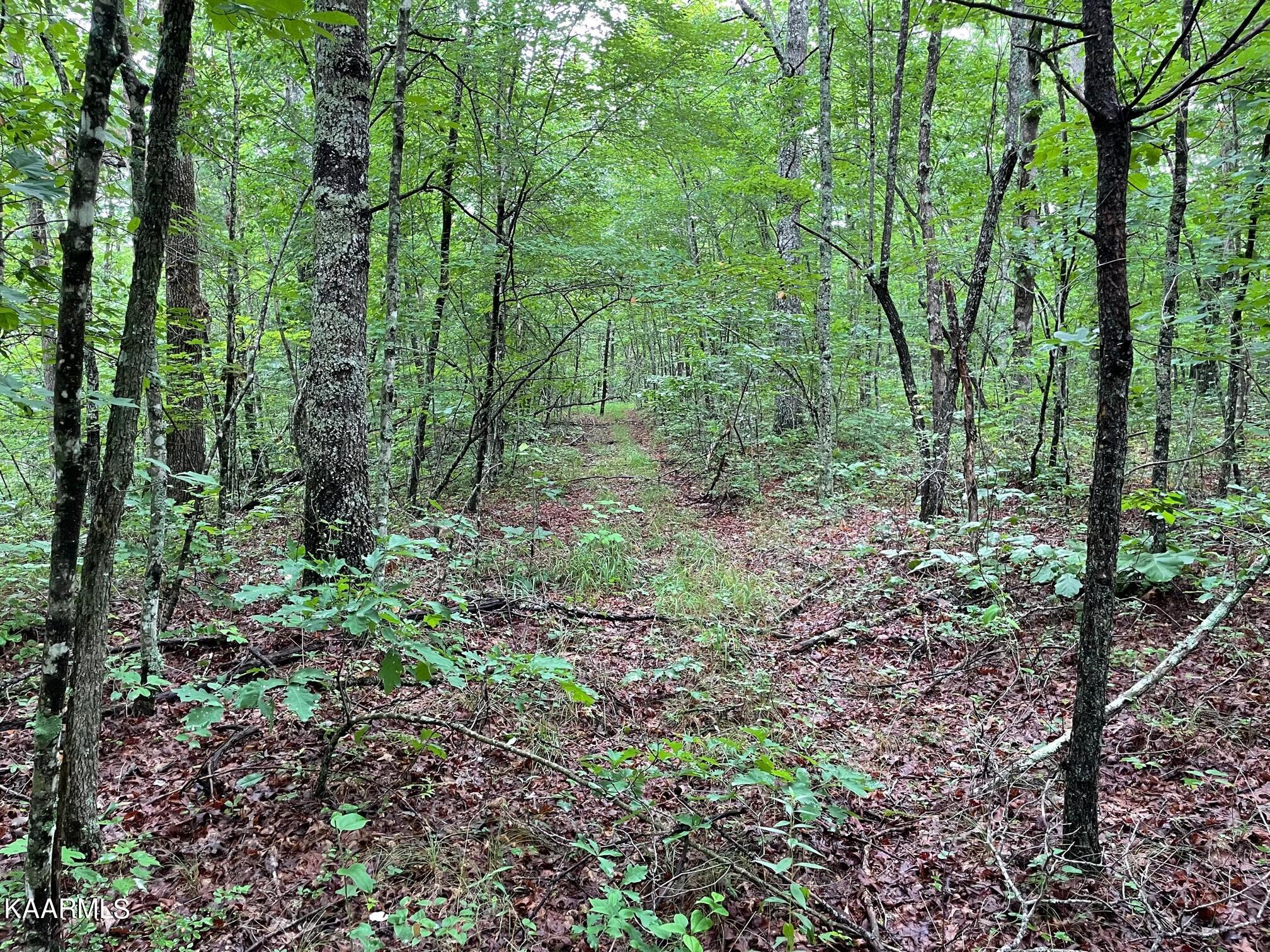 Bear Creek Road Crossville, TN 38571 - Photo 15 of 23 IMG_8450