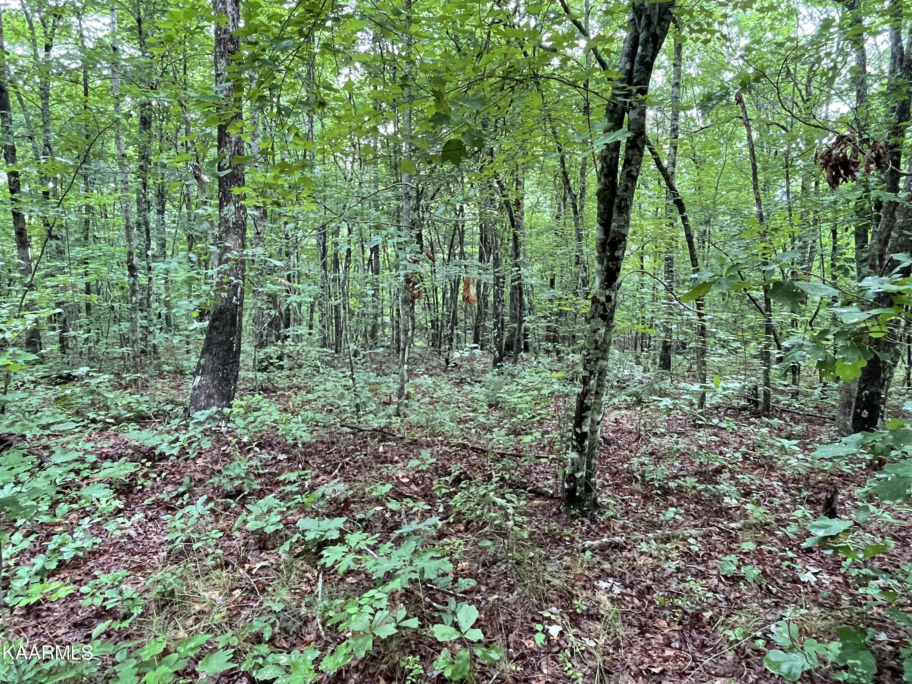Bear Creek Road Crossville, TN 38571 - Photo 17 of 23 IMG_8452