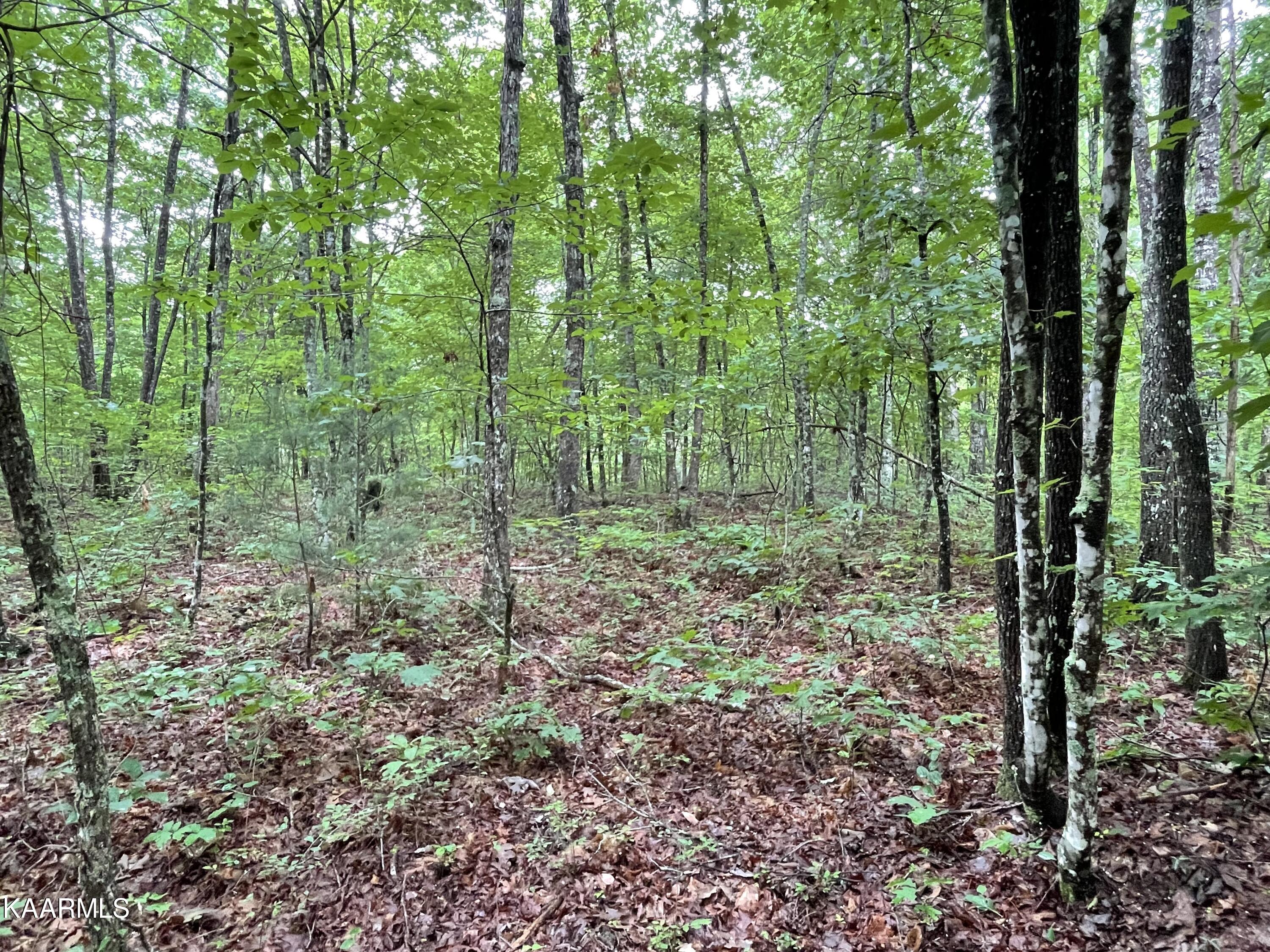 Bear Creek Road Crossville, TN 38571 - Photo 18 of 23 IMG_8453