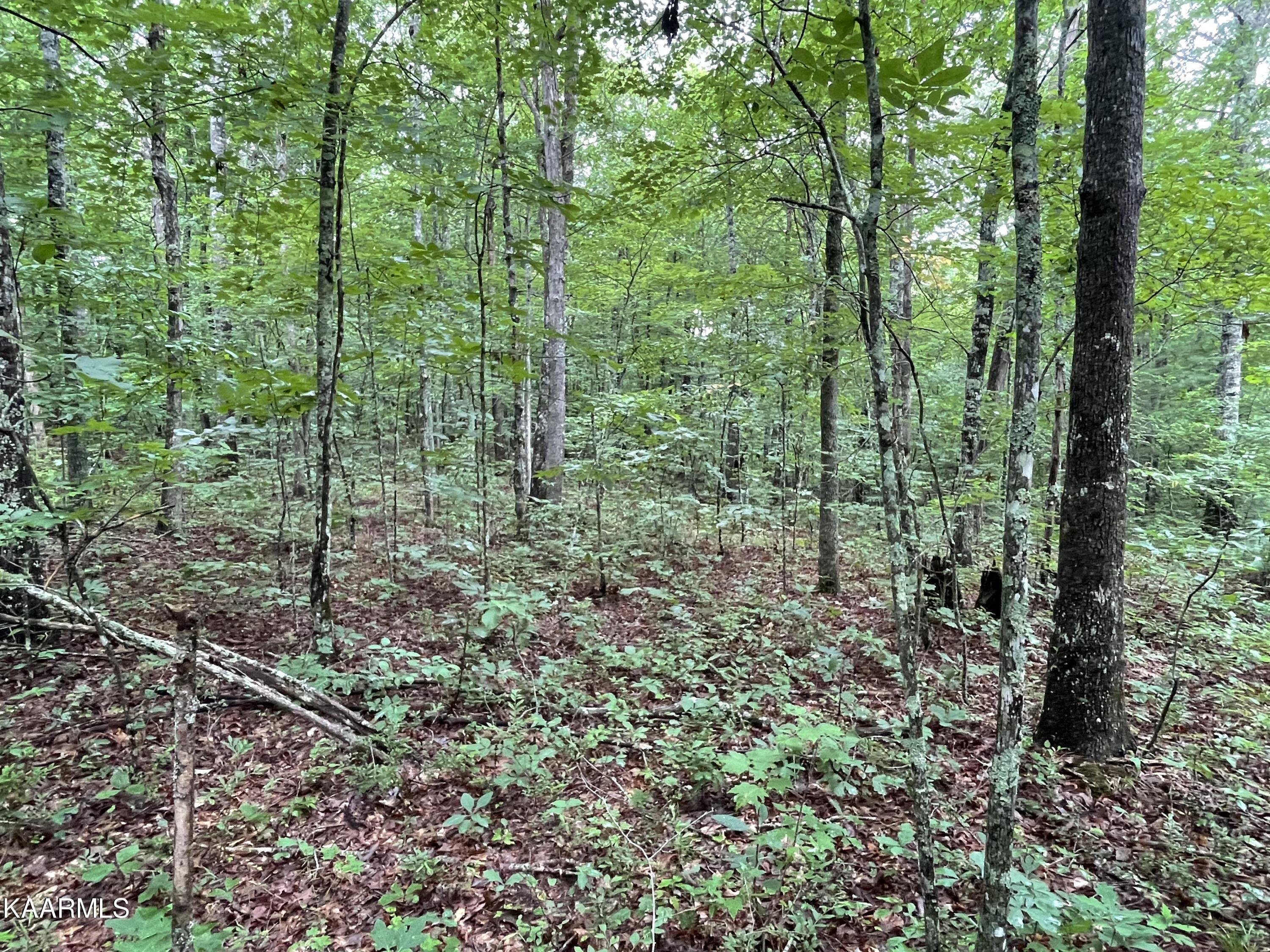 Bear Creek Road Crossville, TN 38571 - Photo 19 of 23 IMG_8454