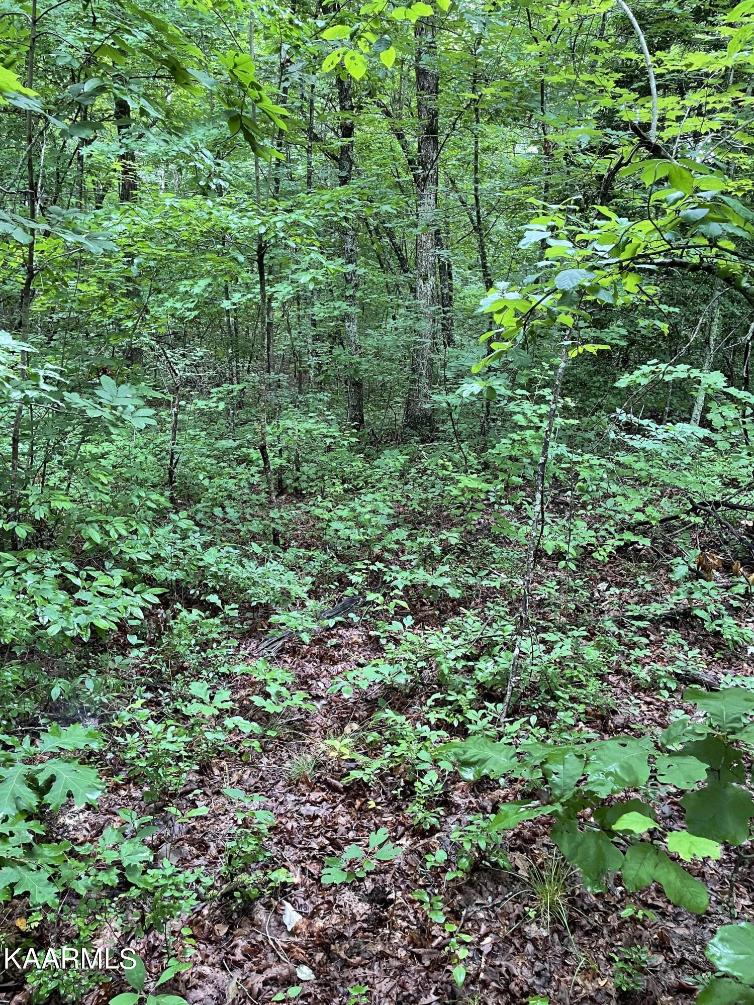 Bear Creek Road Crossville, TN 38571 - Photo 5 of 23 IMG_8440