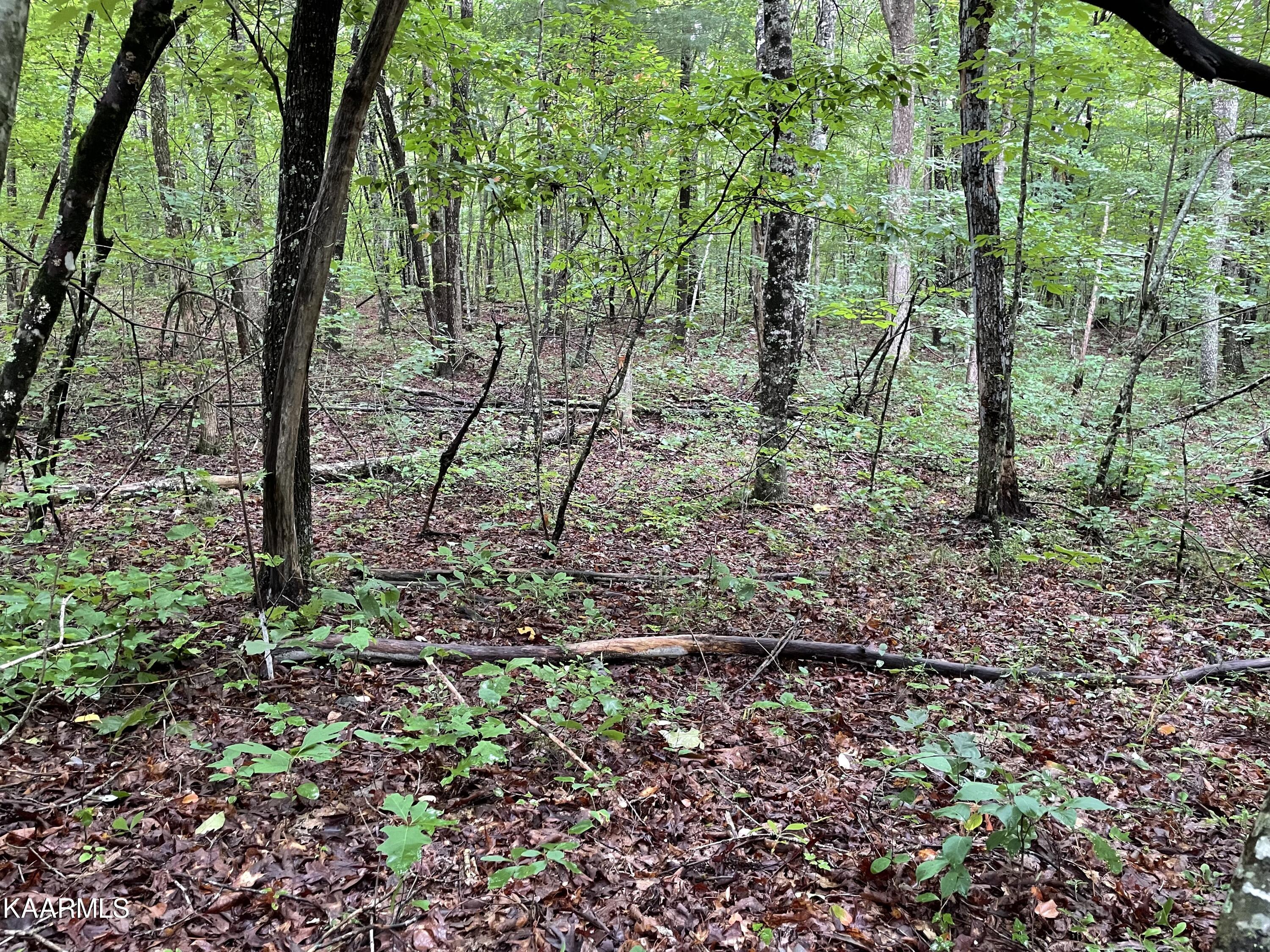 Bear Creek Road Crossville, TN 38571 - Photo 6 of 23 IMG_8441