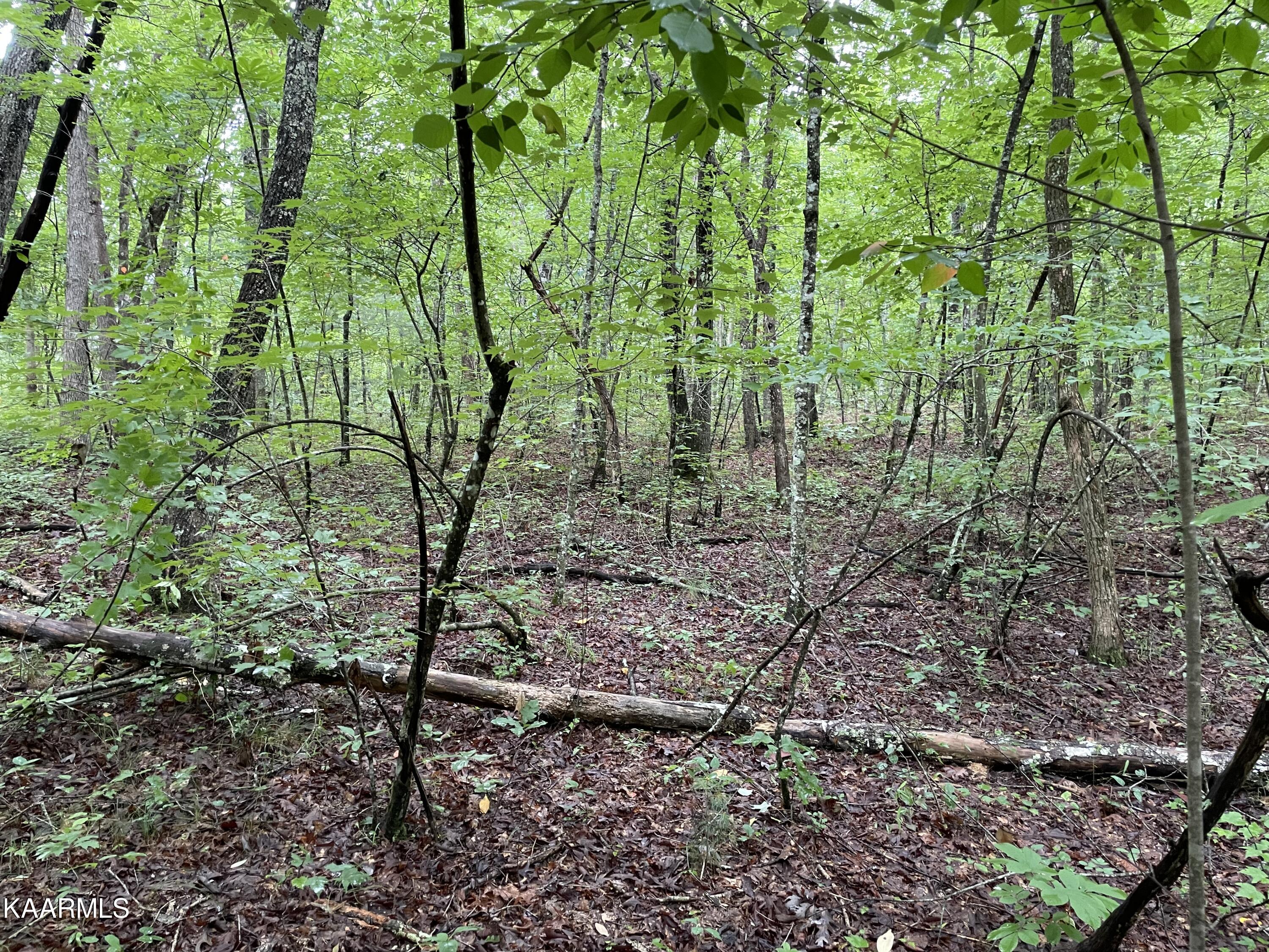 Bear Creek Road Crossville, TN 38571 - Photo 7 of 23 IMG_8442
