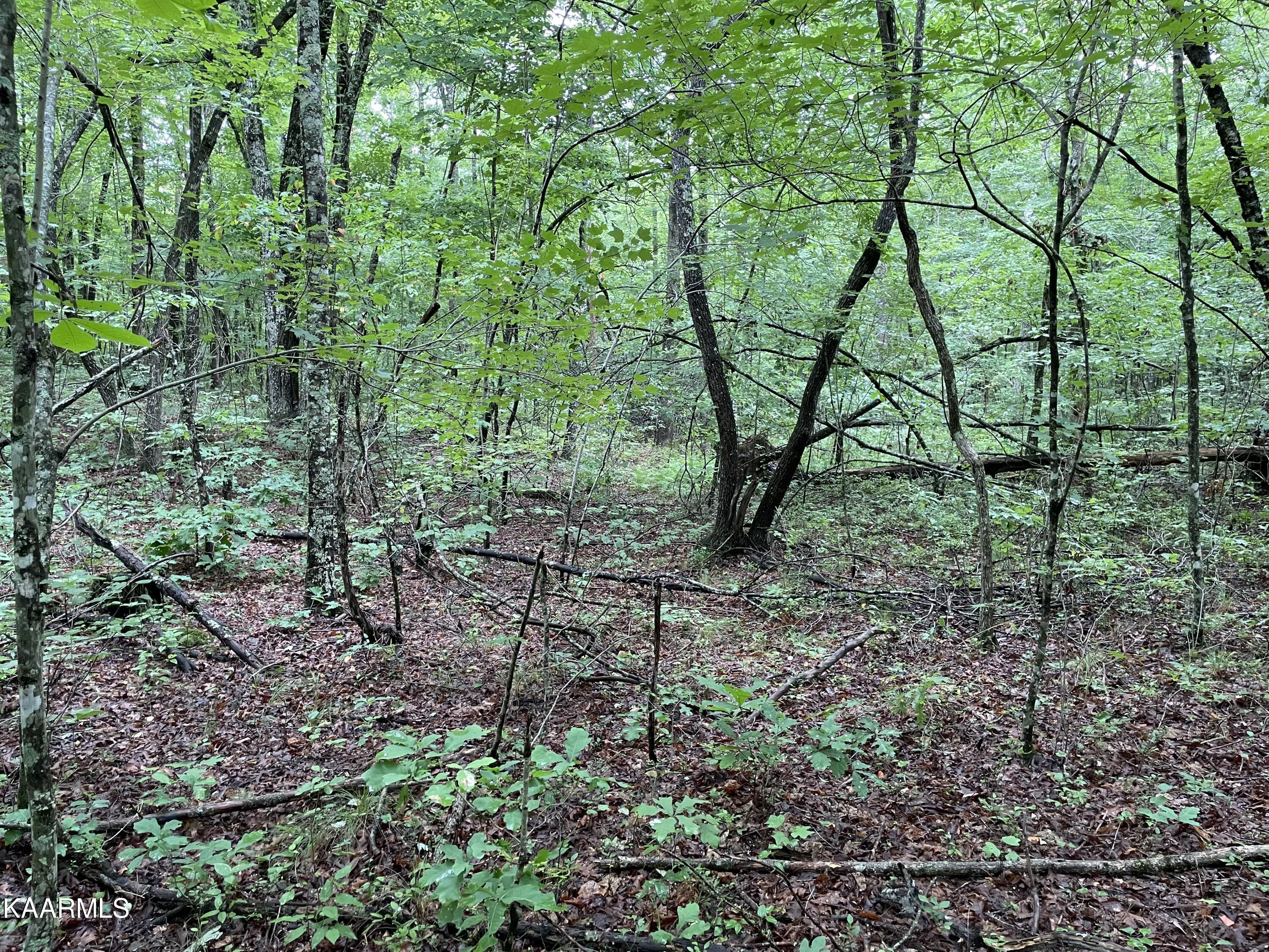 Bear Creek Road Crossville, TN 38571 - Photo 8 of 23 IMG_8443