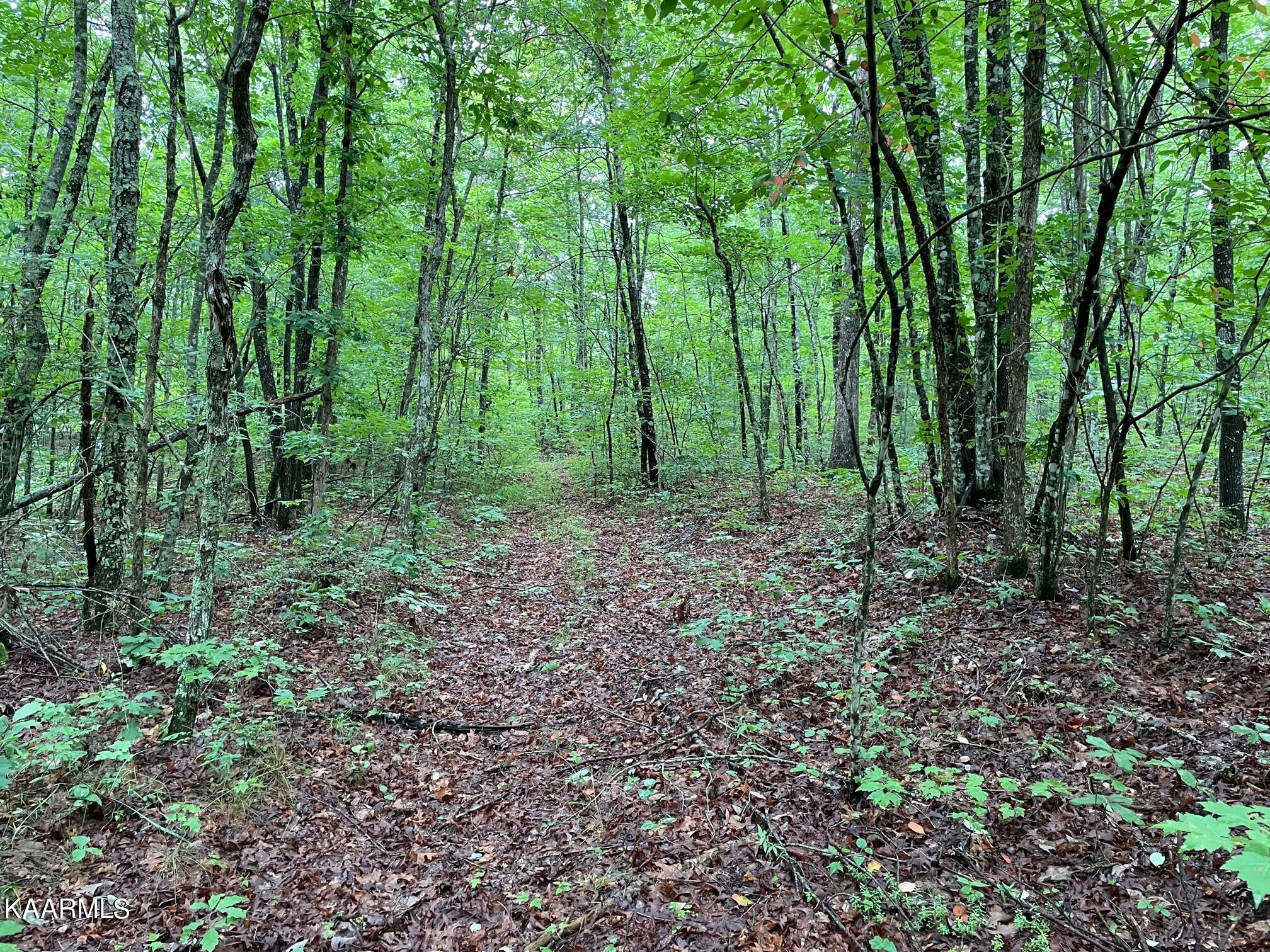 Bear Creek Road Crossville, TN 38571 - Photo 10 of 23 IMG_8445