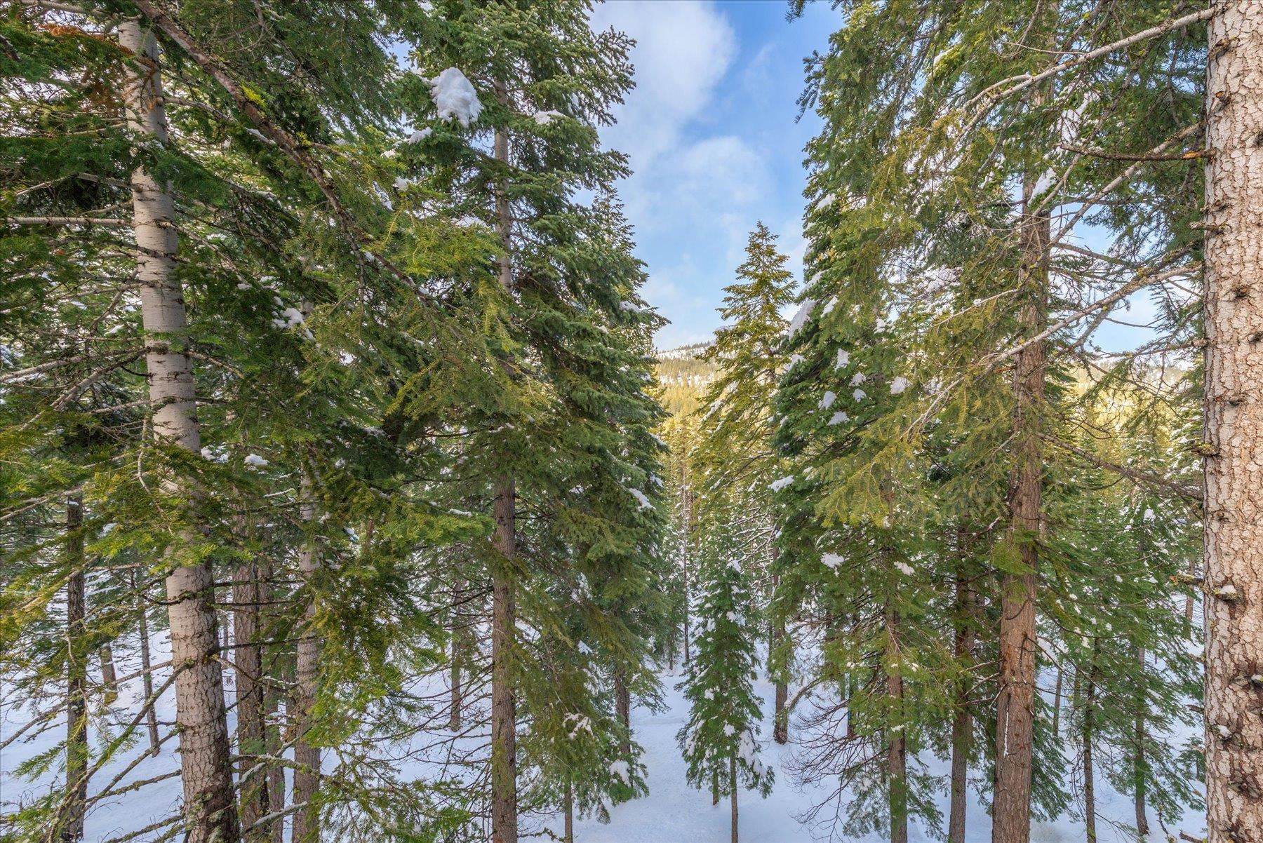 13846 Pathway Avenue Truckee, CA 96161 - Photo 10 of 28 a view of a tree in a yard