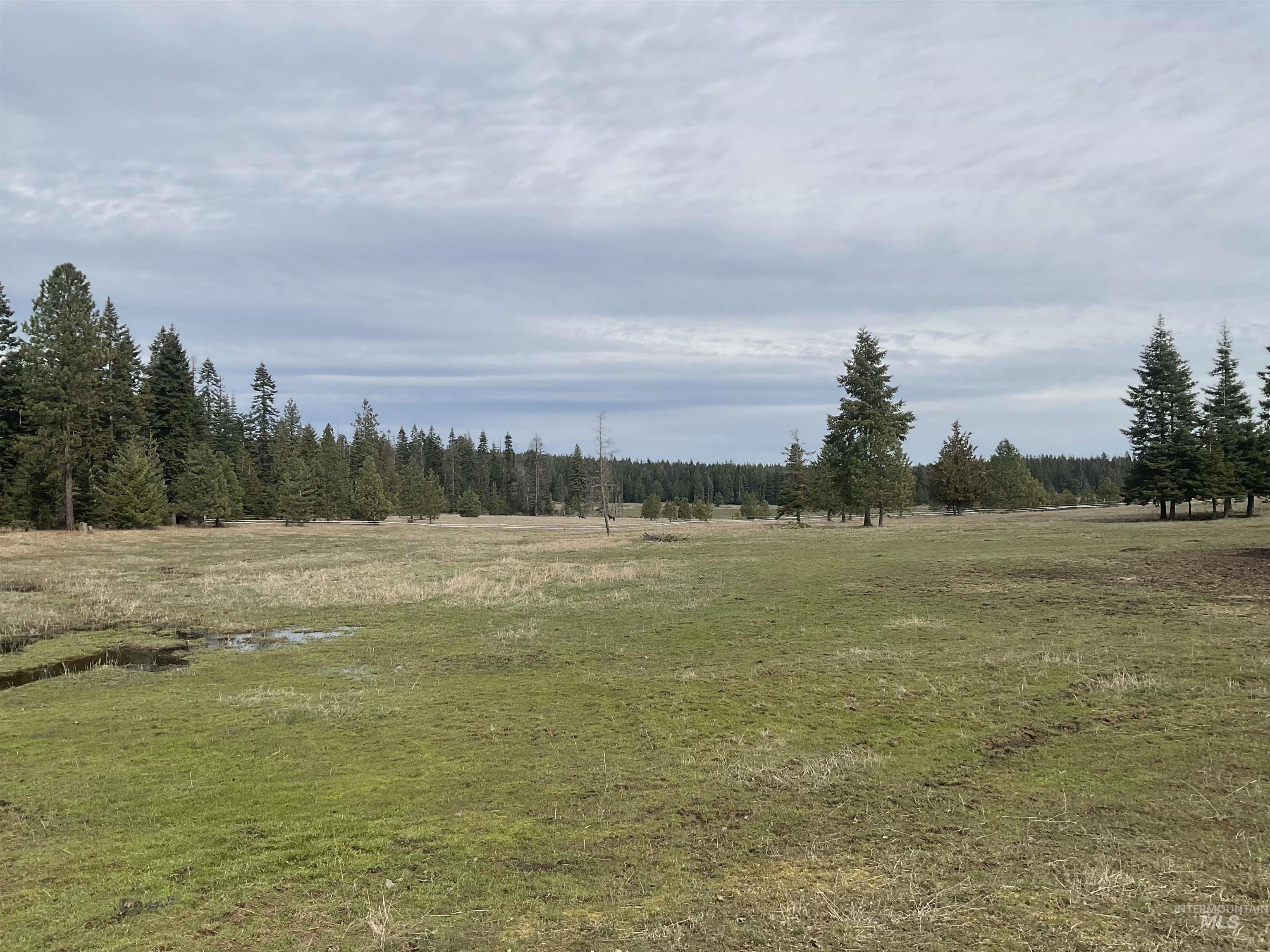 10749 Upper Fords Creek Road Orofino, ID 83544 - Photo 11 of 45 View of tree filled area