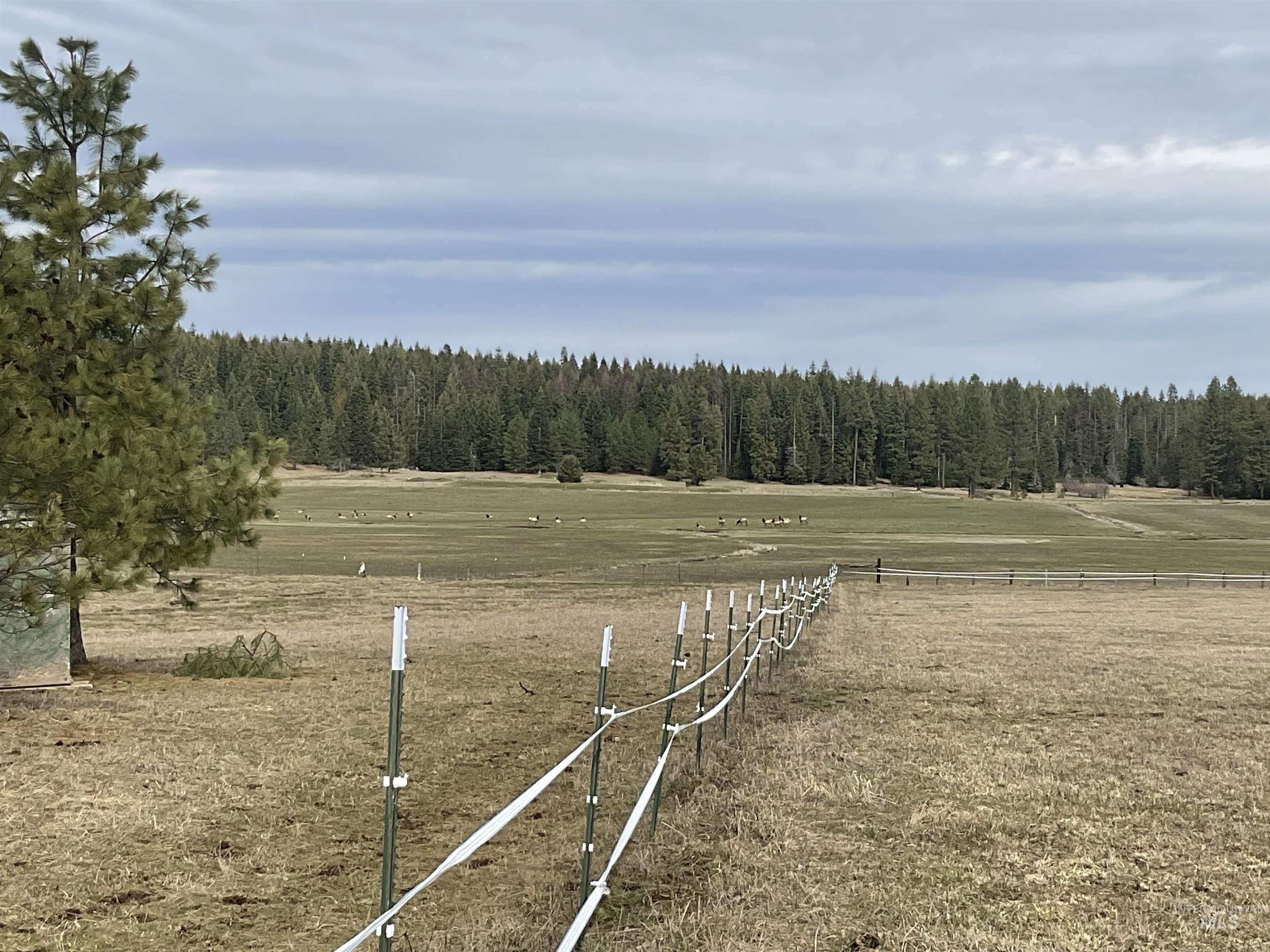 10749 Upper Fords Creek Road Orofino, ID 83544 - Photo 7 of 45 View of grassy yard with a view of countryside and a forest view