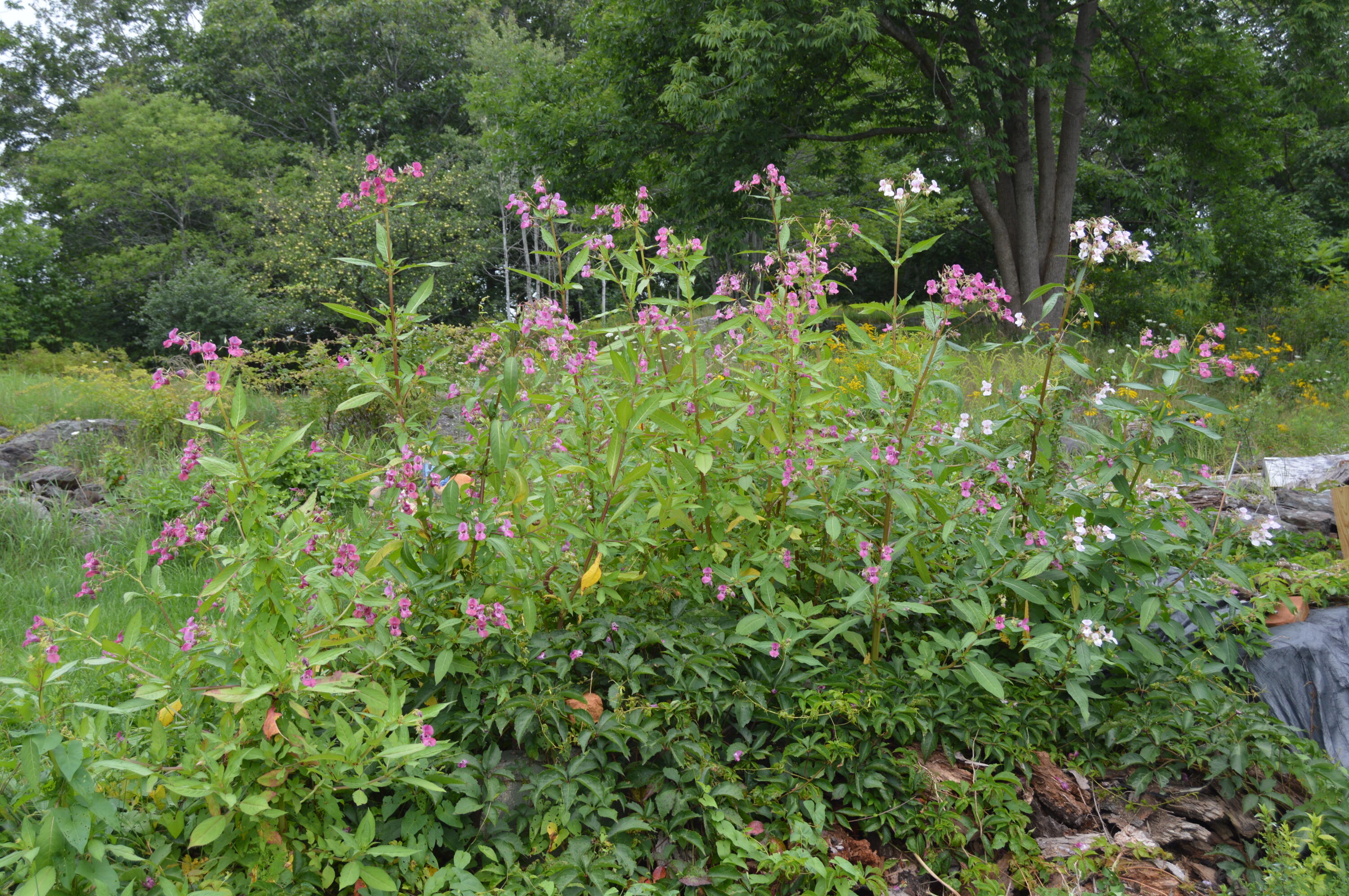 29 Old County Road Rockport, ME 04856 - Photo 26 of 30 DSC_5254