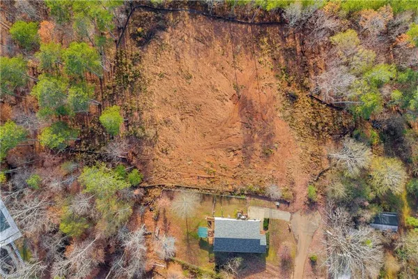 a view of a yard with plants and large trees