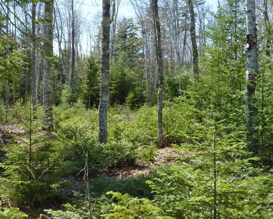 Lot 5-6 Tannery Brook Road Ellsworth, ME 04605 - Photo 13 of 13 Photo