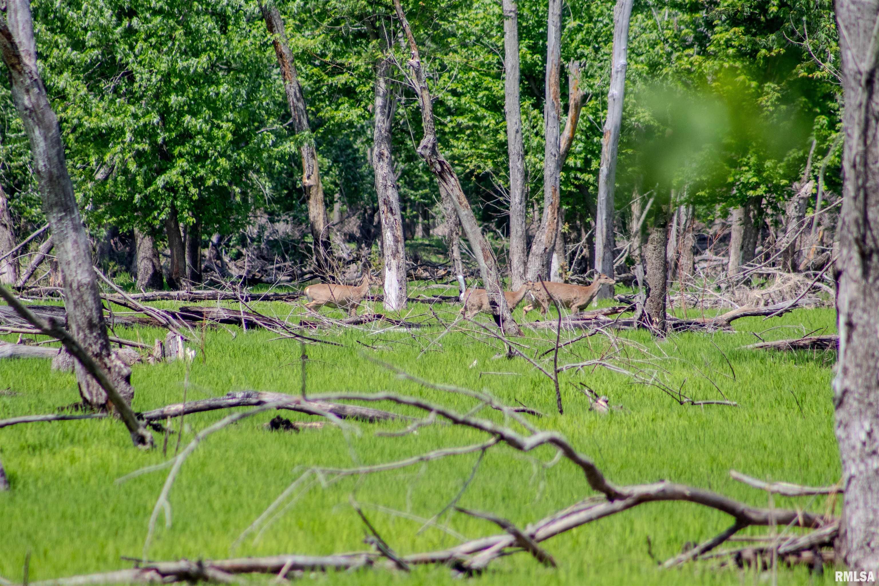 0 Carman Street Lomax, IL 61454 - Photo 3 of 5