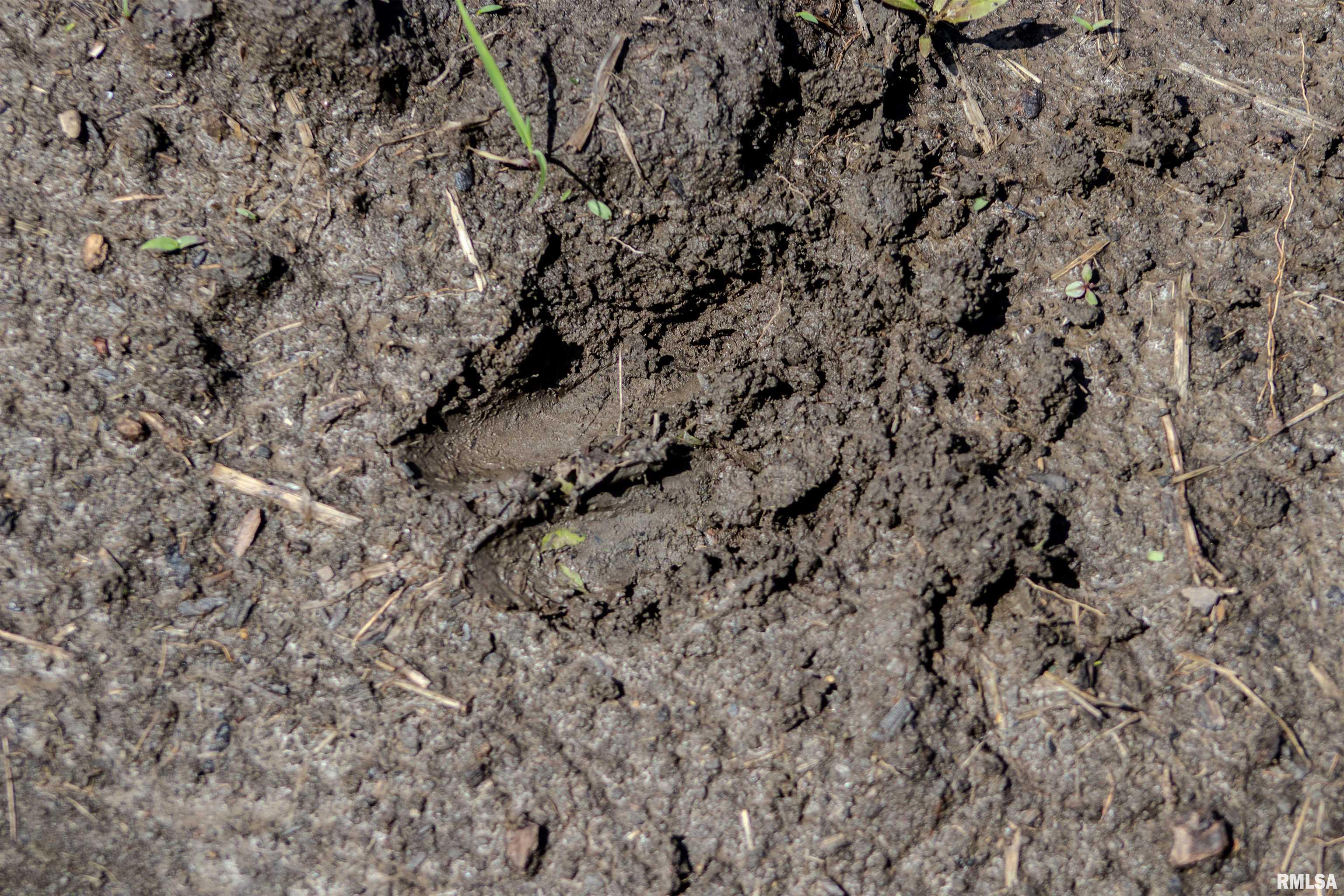 0 Carman Street Lomax, IL 61454 - Photo 4 of 5